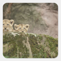 Lion Cubs Peeking Over Rock Square Stickers