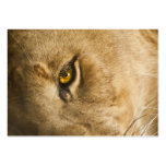 Lion Eye - ACEO 4 business cards