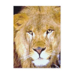 Lion Eyes Post Card