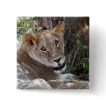 lion face buttons
