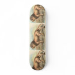 Lion, Felis leo skateboards