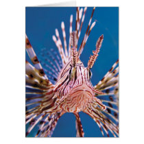 Lion Fish Looking at You Cards