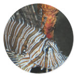 Lion Fish