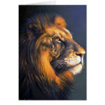 Lion (head study) cards