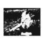 Lion in Black and White Post Cards
