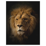 lion in darkness flyers