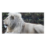 Lion in repose photo card template