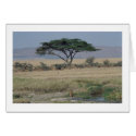 Lion in the Water cards