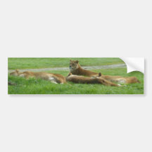 Lion keeping watch bumper stickers