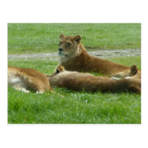 Lion keeping watch post cards