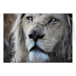 Lion listens to my heartbeat cards