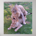 Lion Love Print