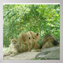 Lion Lovers Print