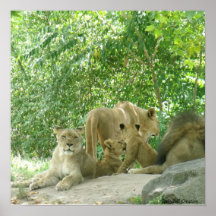 Lion lovers Poster
