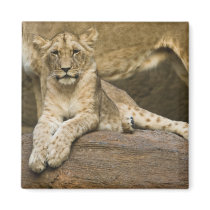 Lion Fridge Magnet