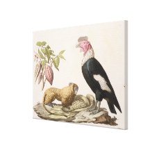 Lion monkey and condor, native to Chile or Ecuador Stretched Canvas Print