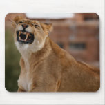 Lion mousepads