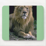 Lion Mouse Pad