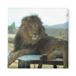 Lion on Car Magnet