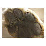 Lion Paw - ACEO 5 business cards