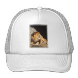 Lion Photo Baseball Hat