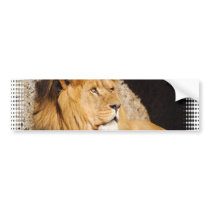 Lion Photo Bumper Sticker