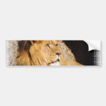 Lion Photo Bumper Sticker