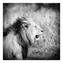 Lion Photo