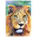 Lion Portrait ACEO Ladies Tshirt