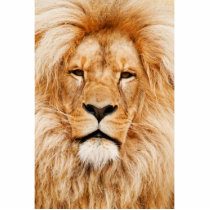 Lion Portrait Photo Sculptures