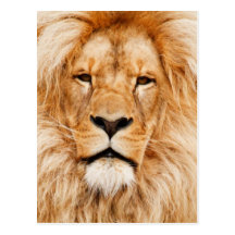 Lion Portrait Post Card