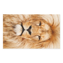 Lion Portrait Rectangular Stickers