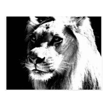 Lion Post Card