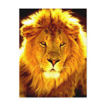 Lion Post Cards