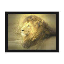 Lion Pride Postcard