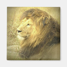 Lion Pride Square Magnet