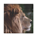 Lion profile magnets
