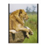 Lion Profile Post Cards