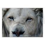 Lion real close up greeting cards