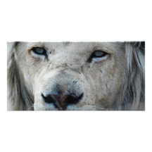 Lion real close up photo card