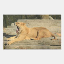Lion Rectangular Stickers