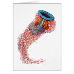 Lion’s mane jellyfish card