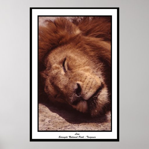 Lion - Serengeti National Park Tanzania Posters