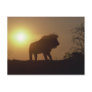 Lion Silhouette Post Cards