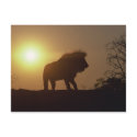 Lion Silhouette postcards