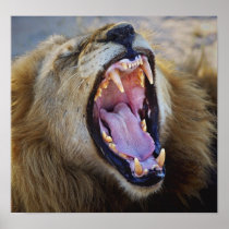 Lion Snarling wild poster, print, photograph