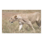 lion stalk stickers