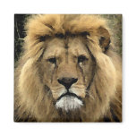 Lion Watercolour Portrait Magnet