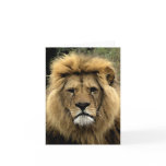 Lion Watercolour Portrait Note Cards