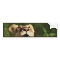 Lion wildlife safari bumper stickers
